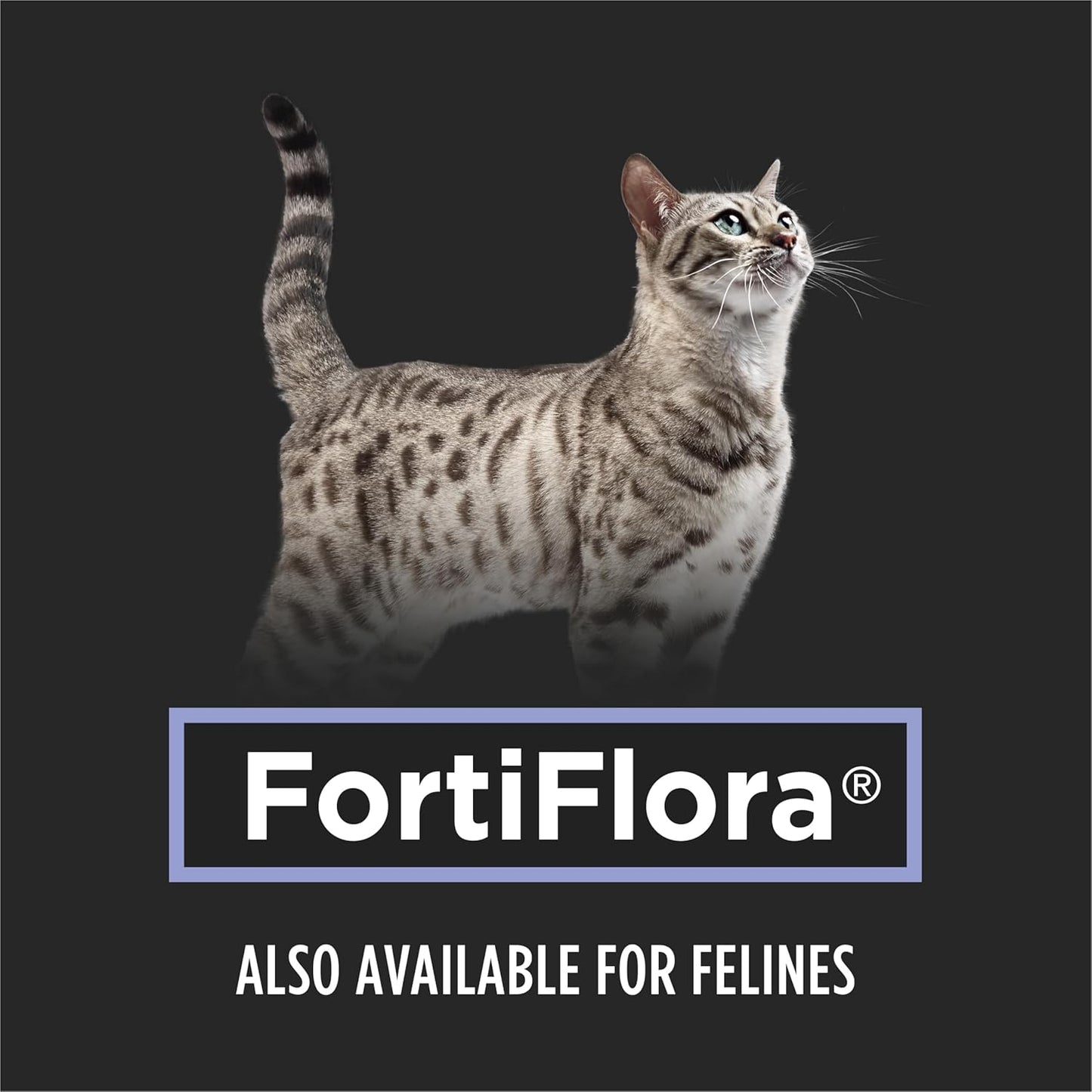 Happy Tummy Dog Probiotics